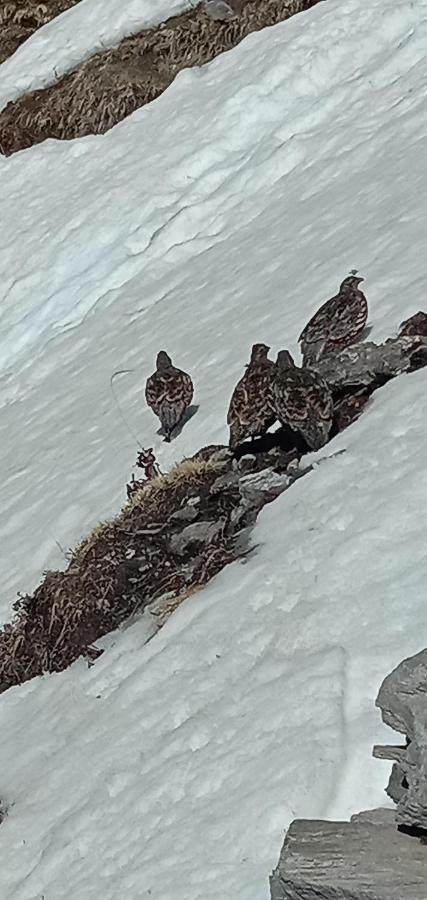 Chandarshila Hike Homestay Ukhimath エクステリア 写真